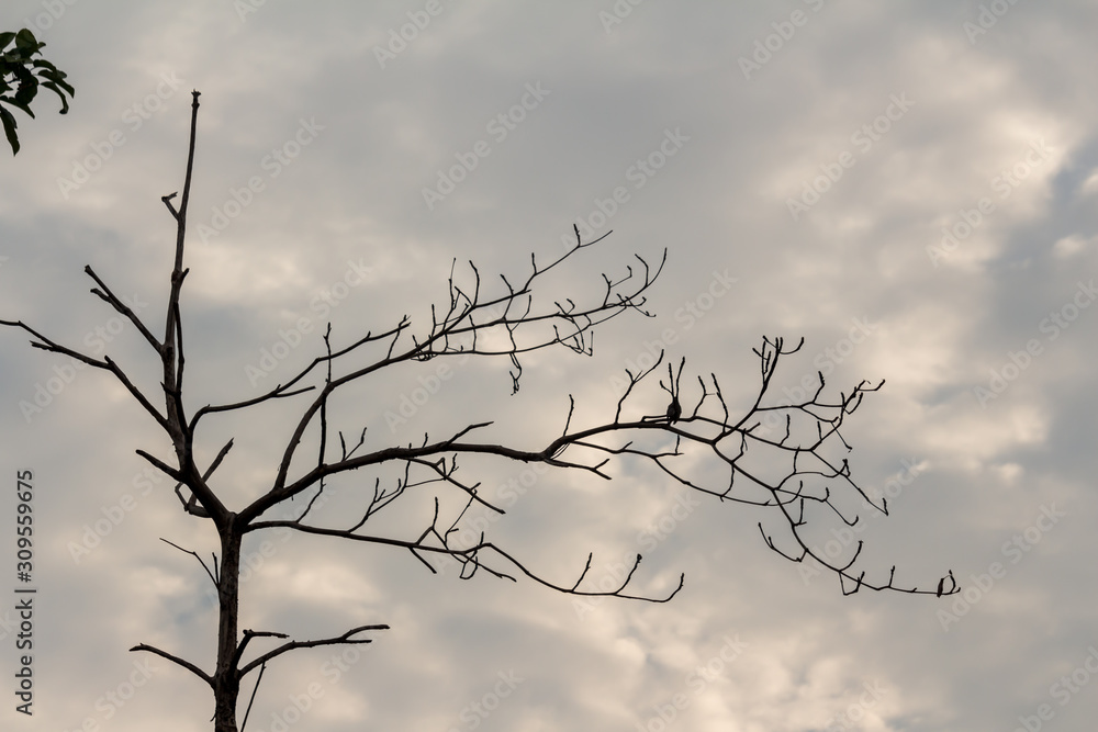 The silhouette of the tree with sunset. The silhouette of the tree with sunset.