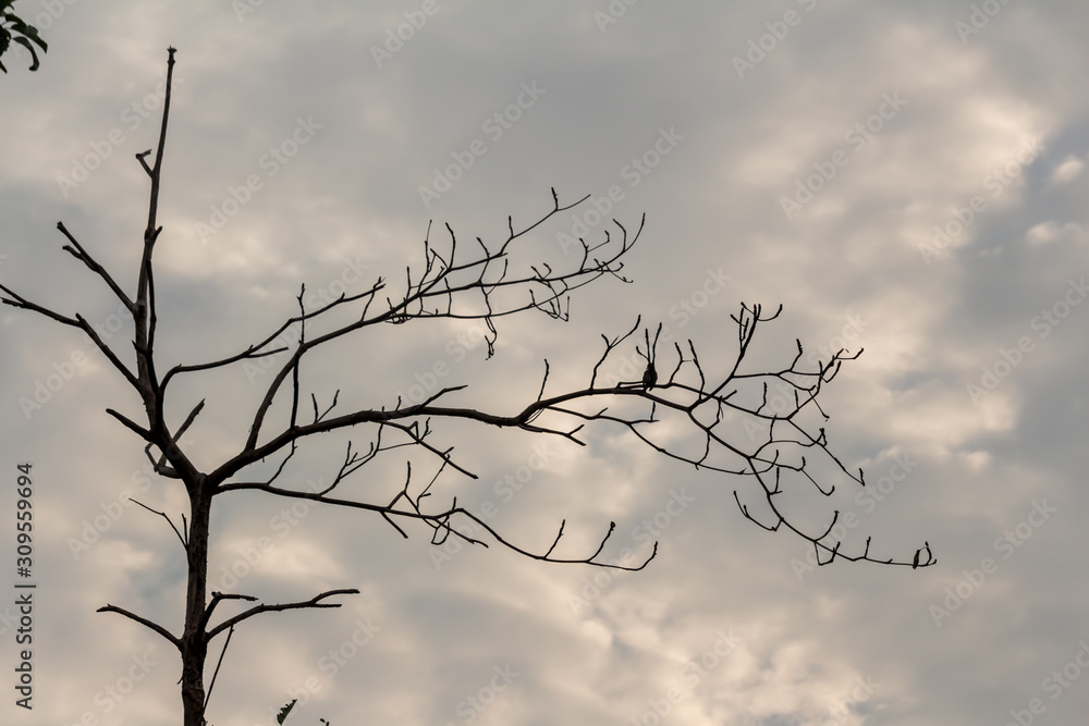 The silhouette of the tree with sunset. The silhouette of the tree with sunset.