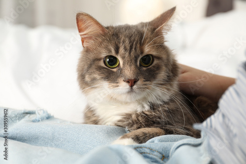Little girl with cute cat lying on bed at home, closeup. Domestic pet