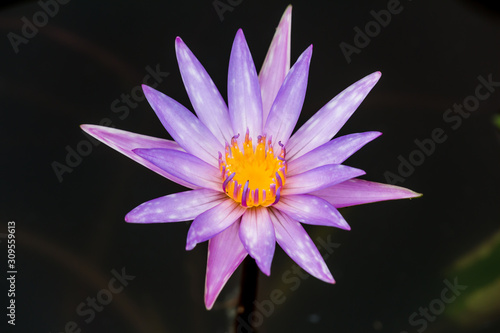 Blooming Lotus flower or Water Lily on the pond. With sunset time.