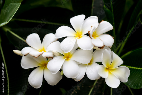 Close-up Thai Flower in the park.