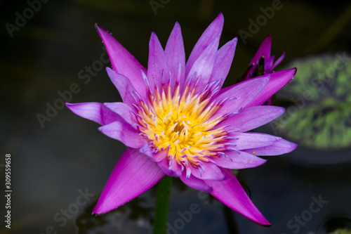 Blooming Lotus flower or Water Lily on the pond. With sunset time.