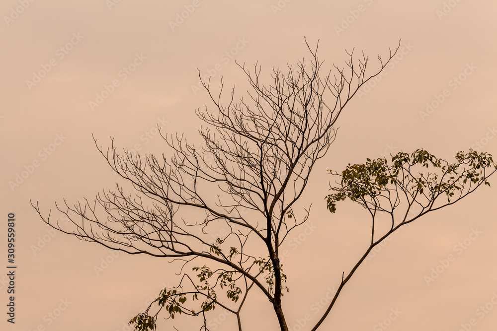 The silhouette of the tree with sunset. The silhouette of the tree with sunset.