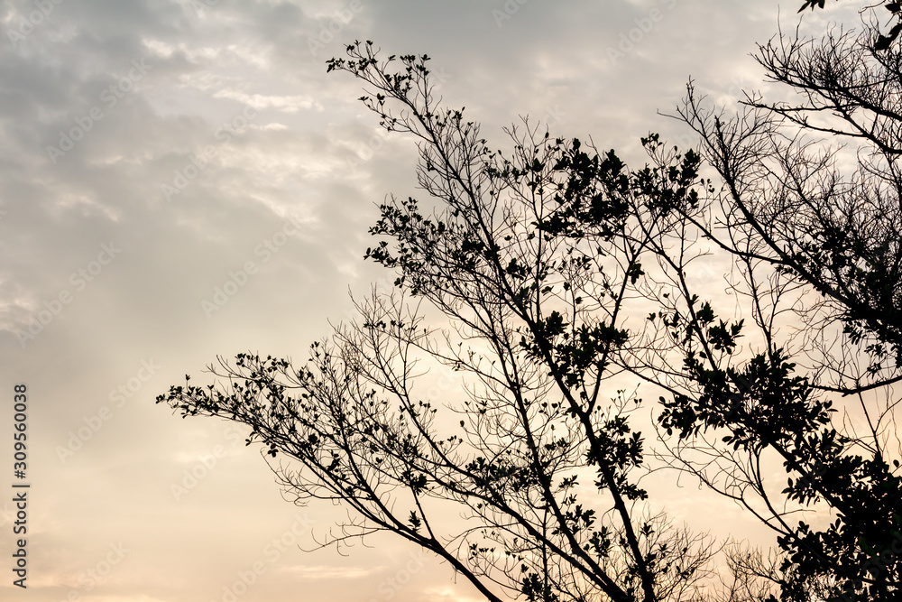 Obraz premium The silhouette of the tree with sunset.