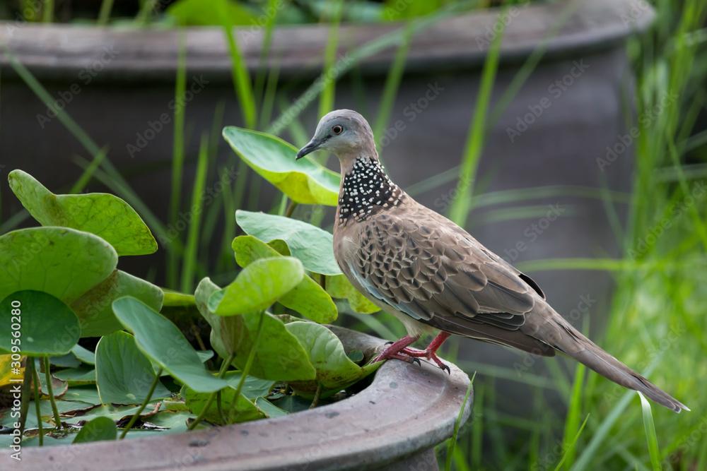 Little bird, Beautiful bird. in the garden Little bird, Beautiful bird. in the garden