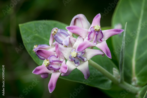 Close-up Thai Flower in the park.