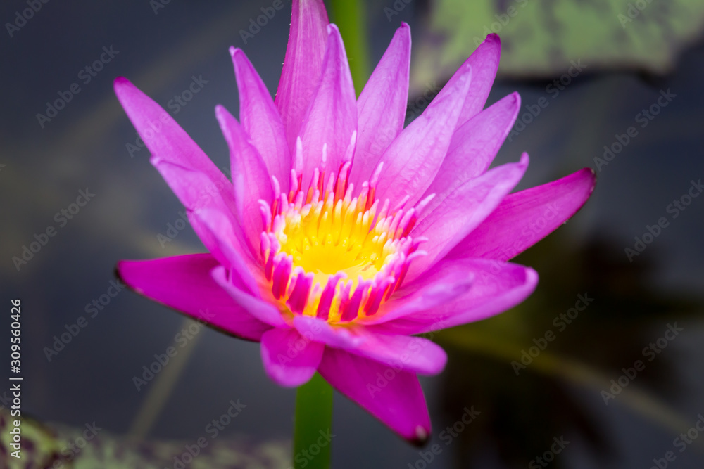 Blooming Lotus flower or Water Lily on the pond. With sunset time. Blooming Lotus flower or Water Lily on the pond. With sunset time.