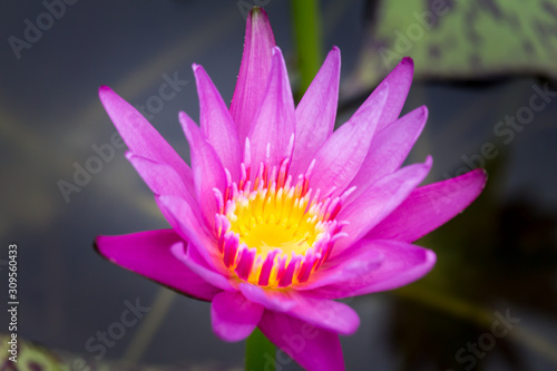 Blooming Lotus flower or Water Lily on the pond. With sunset time.