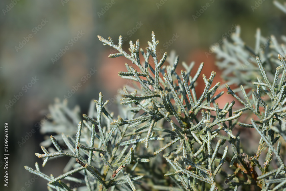 Blue Arizona Cypress