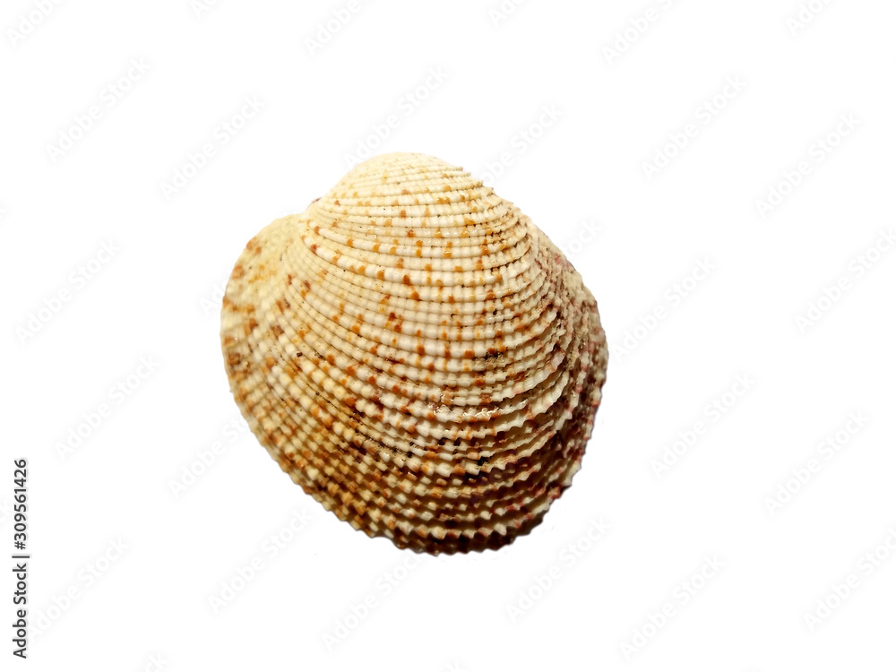 Composition of exotic sea shells on a white background. set of various mollusk shells isolated on white background. Shell, Oyster, Scallop or Keong Tiram, Kerang Laut. Oyster with white background.