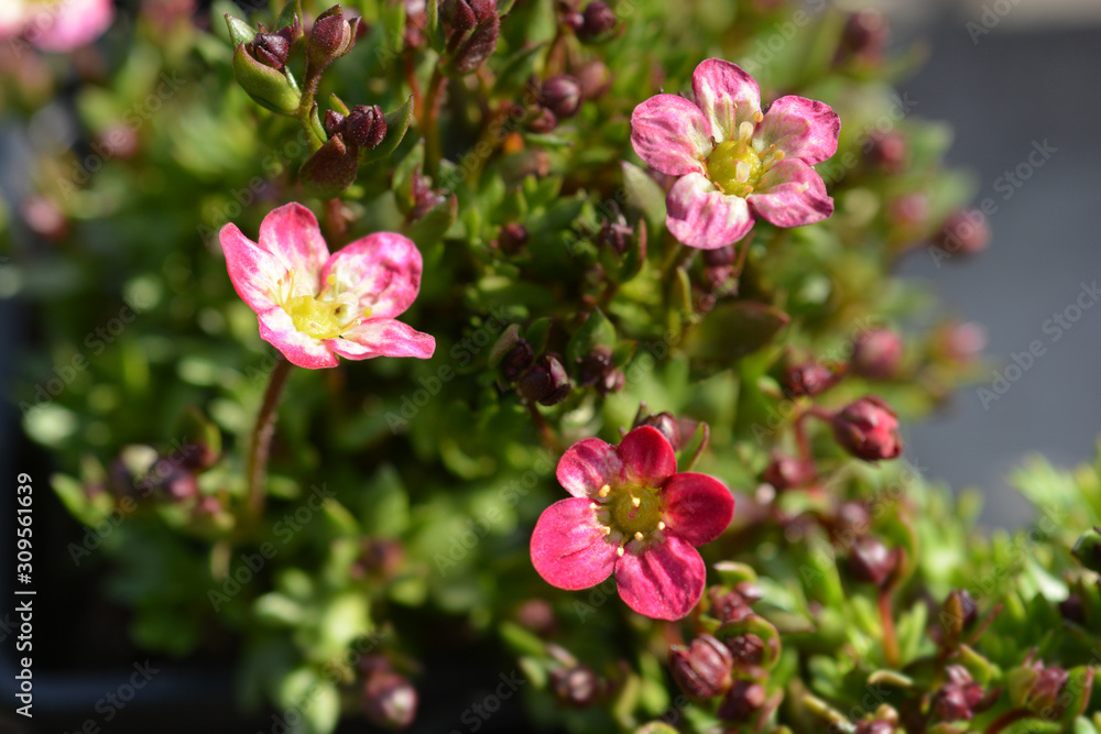 Obraz premium Saxifrage Peter Pan