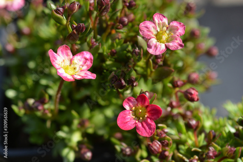 Saxifrage Peter Pan