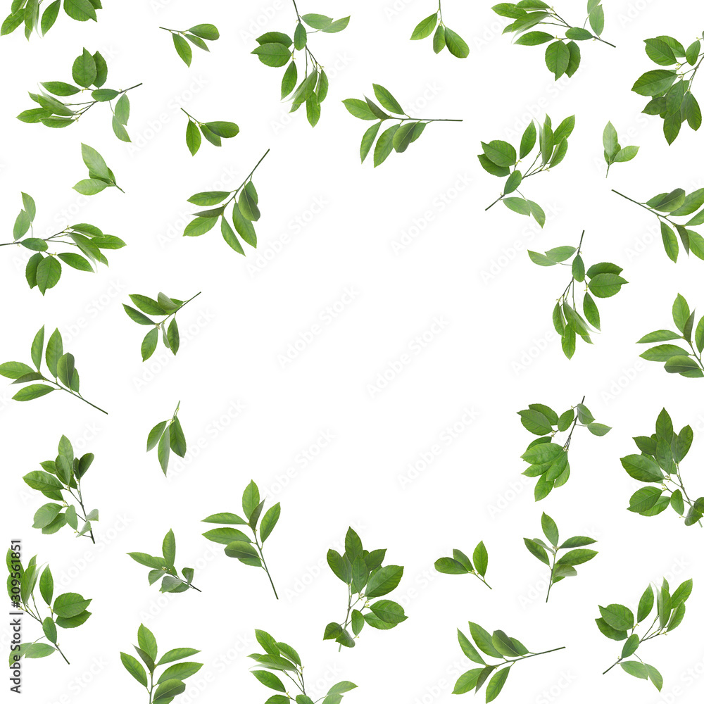 Frame made of fresh citrus leaves on white background. Space for text Frame made of fresh citrus leaves on white background. Space for text