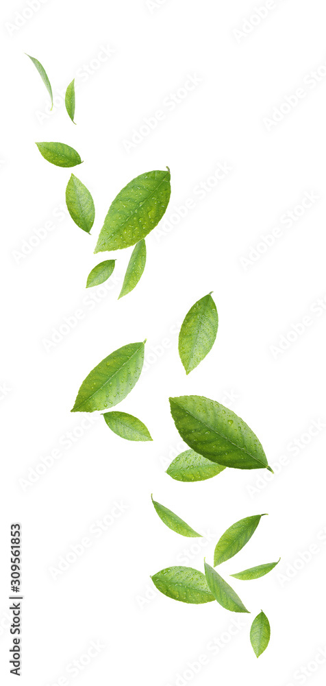 Fresh green citrus leaves on white background