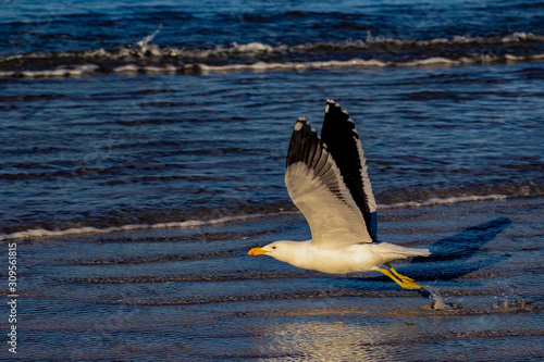 Seagull as it has taken off