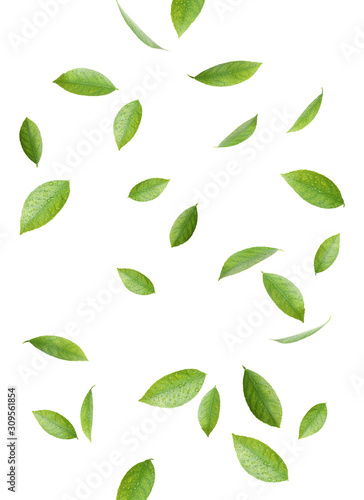 Flying fresh citrus leaves on white background