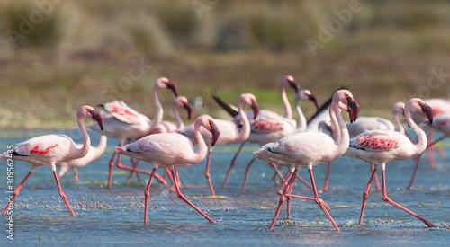 group of flamingos wild in nature