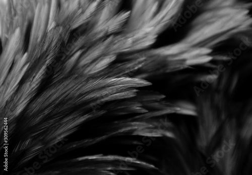 Beautiful abstract colorful white and black feathers on dark background and soft white feather texture on white pattern © Weerayuth