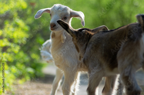 Small goats playing