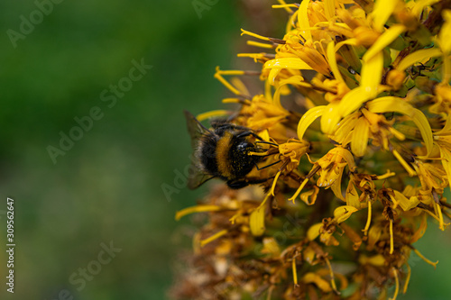 Bumblebee pollinating yellow flower