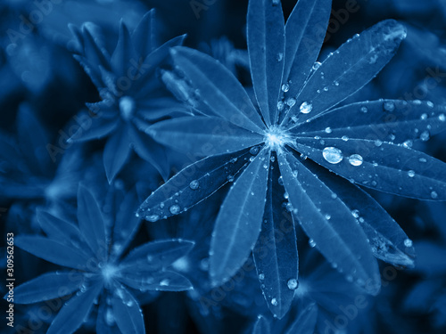 Φωτογραφία Leaves of lupine toned classic blue color