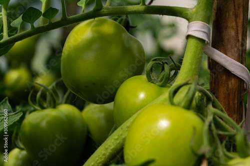 Bunch of green tomatoes growing