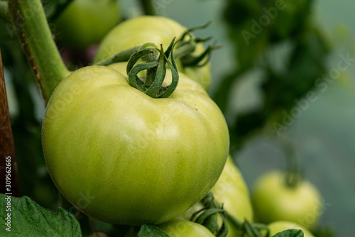 A large green tomato