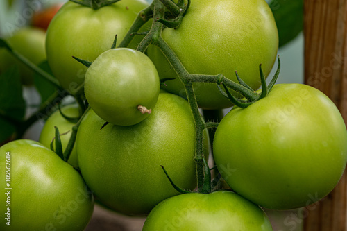 A lot of green tomatoes