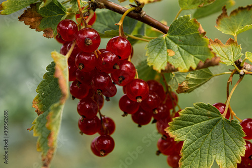 A branch full of red currants