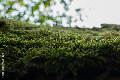 Green moss covering roof