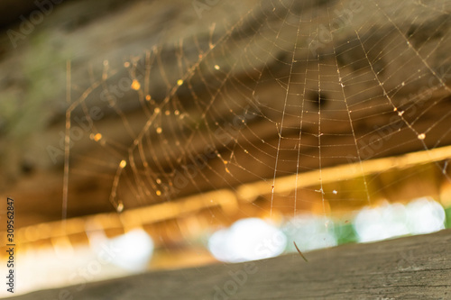 Spider web in focus among wooden planks