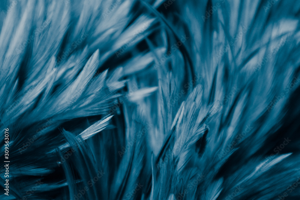Beautiful abstract colorful purple and blue feathers on black dark background and soft white purple feather texture on white pattern Beautiful abstract colorful purple and blue feathers on black dark background and soft white purple feather texture on white pattern