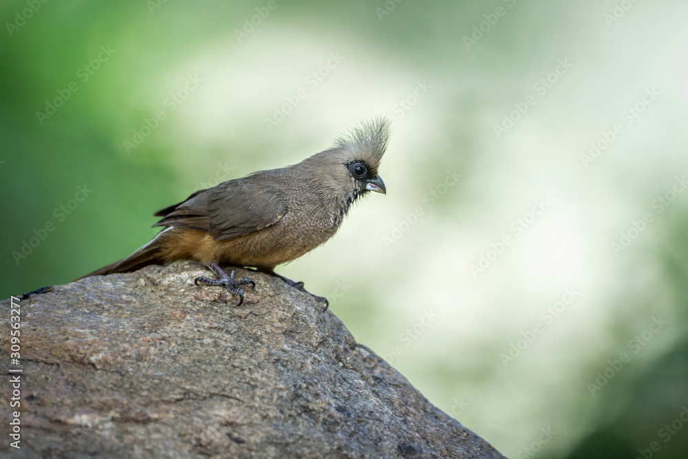 Speckled Mousebird istanding on a rock in Kruger National park, South Africa ; Specie Colius striatus family of Coliidae Speckled Mousebird istanding on a rock in Kruger National park, South Africa ; Specie Colius striatus family of Coliidae