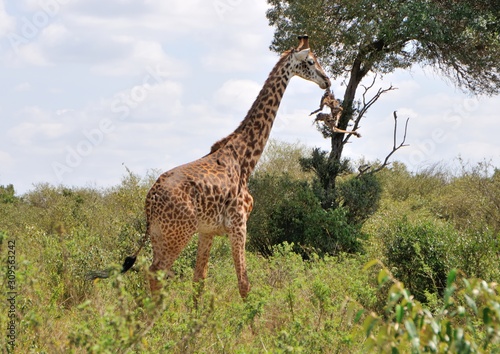 Safari in Africa