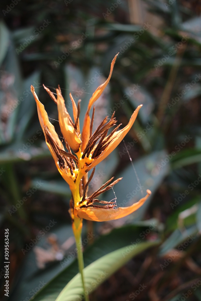 Obraz premium flower