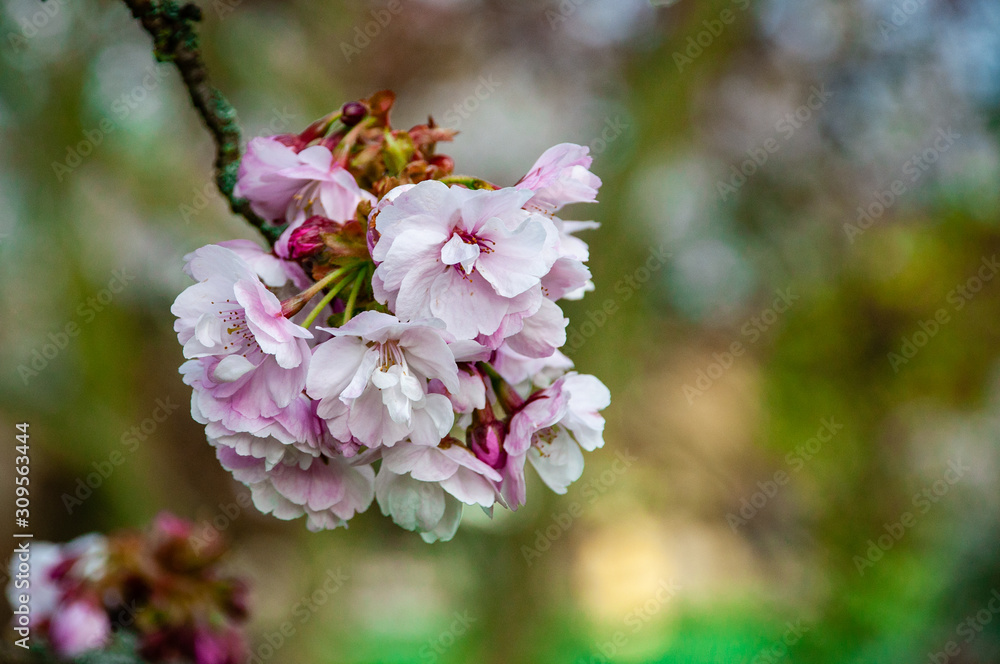 Cherry blossoms in sky background. Spring time. Selective focus. Cherry tree blossom in the park. Cherry blossoms in sky background. Spring time. Selective focus. Cherry tree blossom in the park.