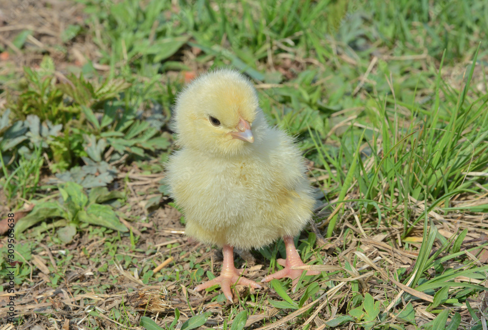 Very small chicken 15