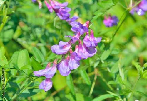 Blooming vetchling (Lathyrus pilosus) 5