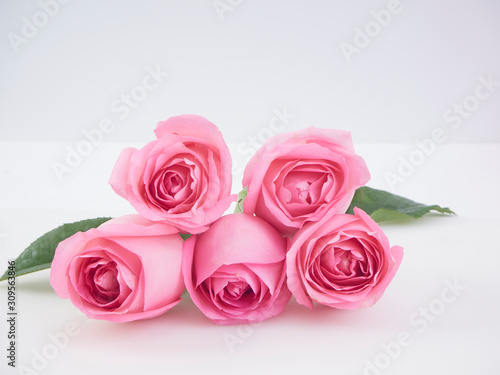 Fototapeta Naklejka Na Ścianę i Meble -  Pink roses on white background.