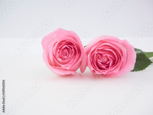 Fototapeta Naklejka Na Ścianę i Meble -  Two pink roses on white background.