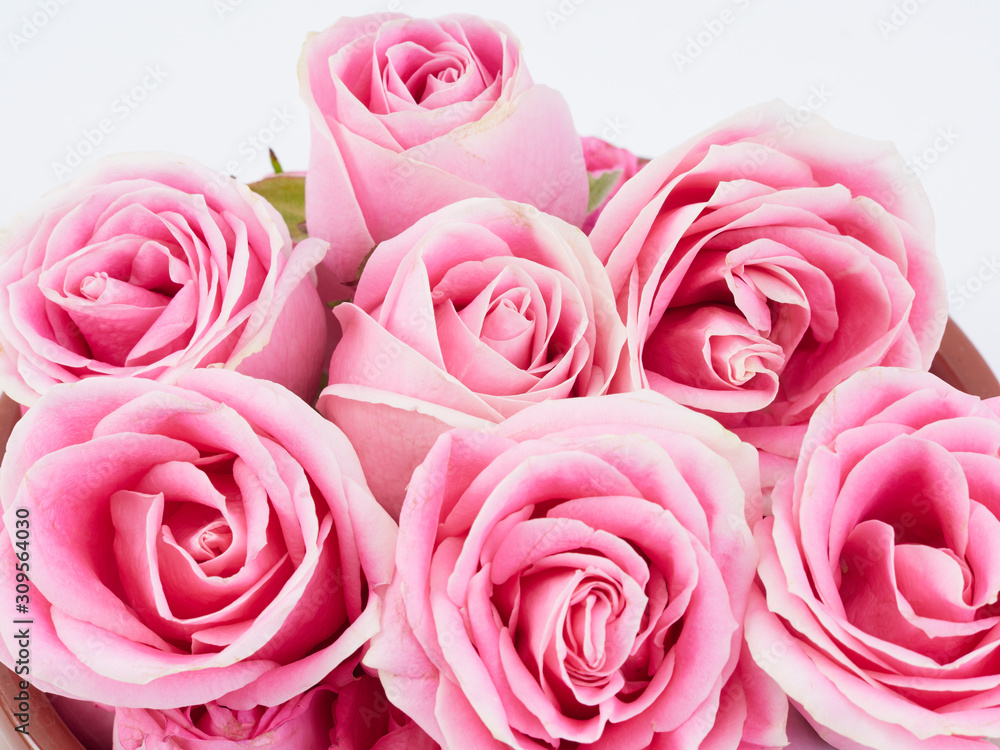 Close-up of beautiful pink roses. Close-up of beautiful pink roses.
