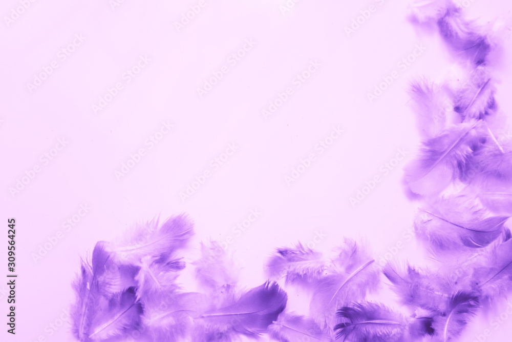 Fototapeta premium Beautiful abstract colorful blue and purple feathers on black dark background and soft white pink feather texture on white pattern