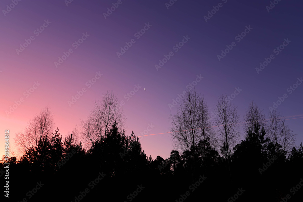Red skies and silhouette of pine on sunrise in Russia.