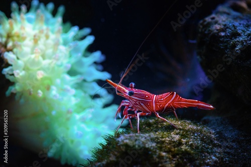 Rhynchocinetes durbanensis dancing sea shrimp