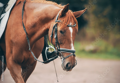 A sorrel the beautiful horse with a long bangs and white stain on the forehead in equestrian sports ammunition.