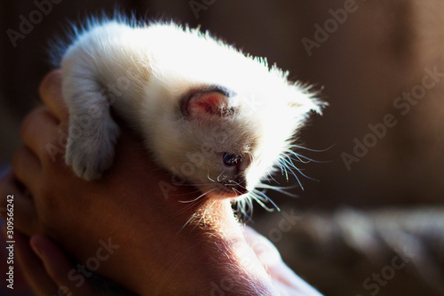 small white kitten with blue eyes sits in the man's hand in the counterlight from the window photo