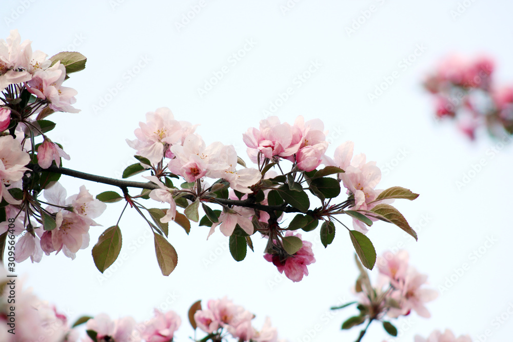 pink apple flowers bloosm pink apple flowers bloosm