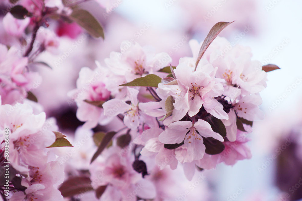Obraz premium pink apple flowers bloosm