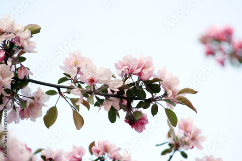Wallpaper Mural pink apple flowers bloosm Torontodigital.ca