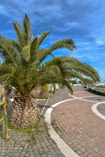 Palm Trees on the Seafront by Morning